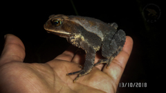 Incilius spiculatus