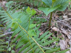 Vancouveria hexandra