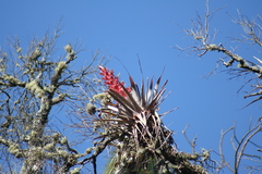 Tillandsia bourgaei