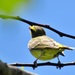 Grant's Yellow-fronted Canary - Photo (c) Peter Vos, some rights reserved (CC BY-NC), uploaded by Peter Vos