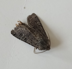 Ichneutica sistens
