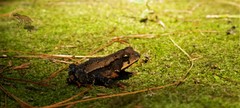 Incilius spiculatus