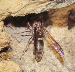 Antodynerus