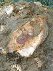 Crassostrea ingens