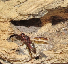 Antodynerus