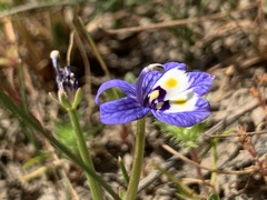 Downingia insignis