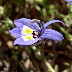 Downingia insignis