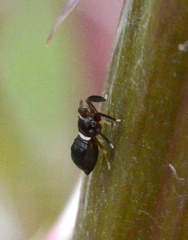 Pissonotus nitens