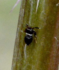 Pissonotus nitens
