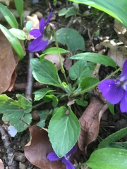 Viola × scabra