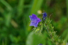 Echium vulgare pustulatum