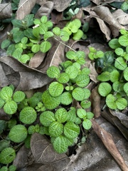 Pilea nummulariifolia