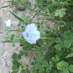 Nemophila pedunculata