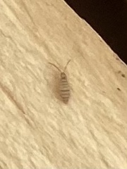 Entomobrya atrocincta