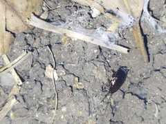 Loboptera