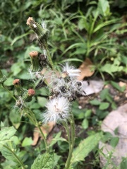 Crassocephalum crepidioides