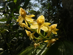 Dressleria fragrans