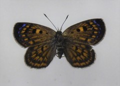 Lycaena tama
