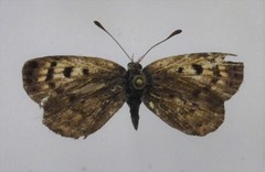 Lycaena tama