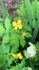 Stylophorum diphyllum