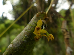 Pleurothallis dibolia