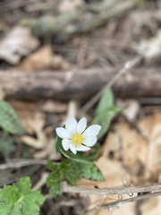 Sanguinaria canadensis