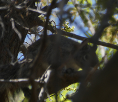 Sciurus arizonensis