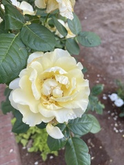 Rosa