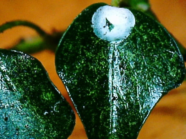 common wax-fly