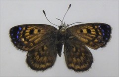 Lycaena tama