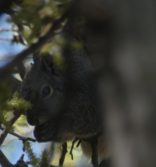 Sciurus arizonensis