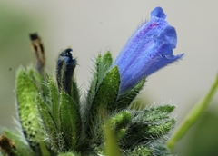 Echium parviflorum