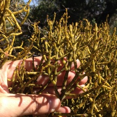 Phoradendron minutifolium