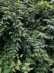 Selaginella willdenowii