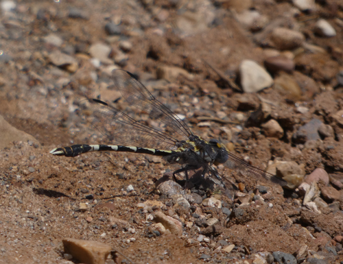 Gray Sanddragon photo 6