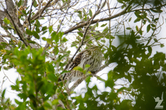 Urodynamis taitensis