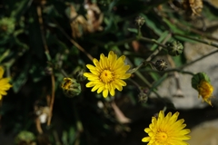 Reichardia picroides