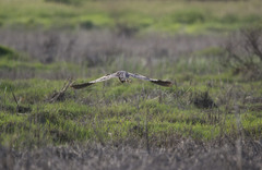 Botaurus poiciloptilus