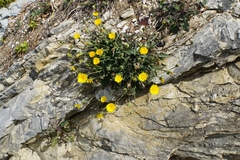 Reichardia picroides