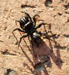 Sphodros atlanticus