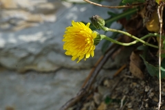 Reichardia picroides