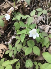 Anemonoides quinquefolia