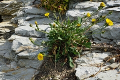 Reichardia picroides