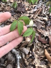 Anemonoides lancifolia