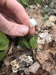 Anemonoides lancifolia