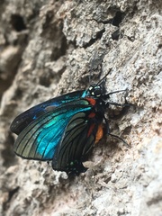 Atlides polybe