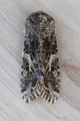 Spodoptera praefica