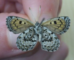Lycaena tama