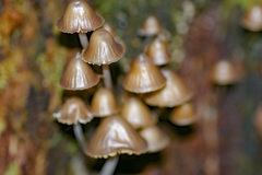 Mycena subgalericulata