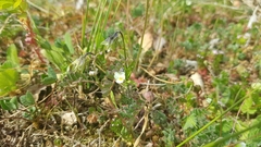 Viola kitaibeliana